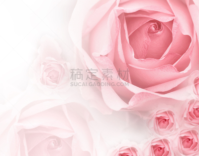 特写,玫瑰,水平画幅,符号,夏天,图像,花束,清新,花头,自然