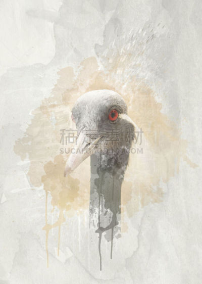 眼痛,自然美,鸟类,孔雀羽毛,孔雀,垂直画幅,绘画插图,水,艺术,无人