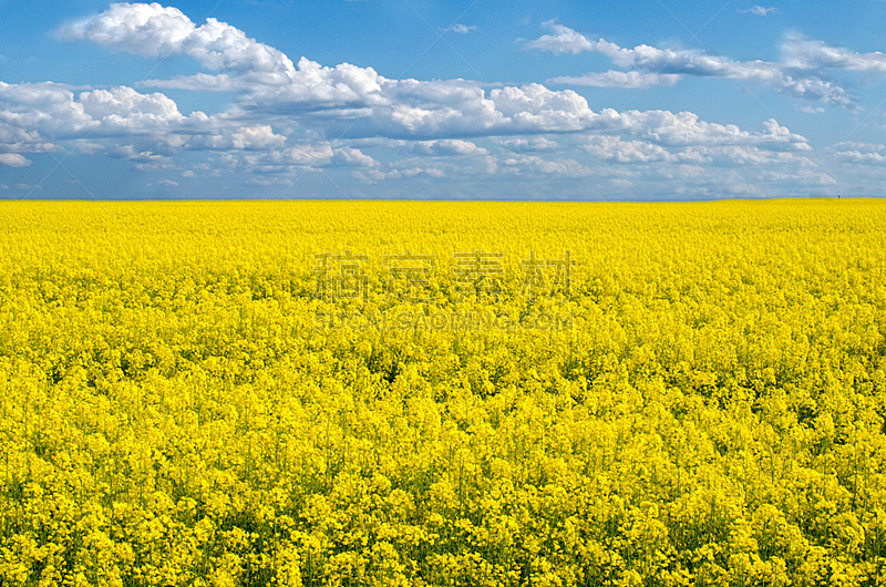 flowering field of colza in spring