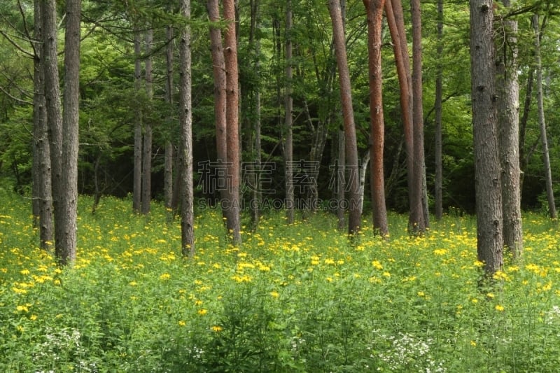 松树,夏天,树林,自然,草原,水平画幅,绿色,长野县,无人,日本