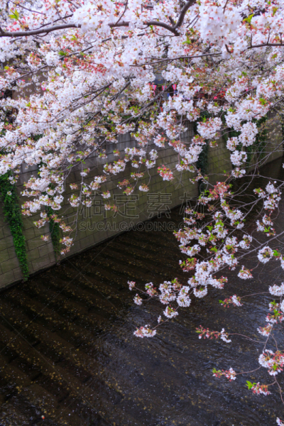 东京,樱桃树,目黑河,目黒区,花见节,垂直画幅,天空,美,里山,樱花