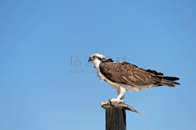 鸟类,鱼鹰,墨西哥,下加利福尼亚州,水,天空,褐色,食肉鸟,水平画幅,动物身体部位