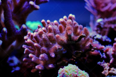 礁石,水族馆,珊瑚,粉色,水,水平画幅,形状,无人,水下,湿