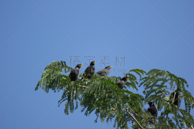 家八哥,鹭管鱼,红杉,自然,水平画幅,蓝色,鸟类,泰国,北美歌雀,洛克希德三星飞机