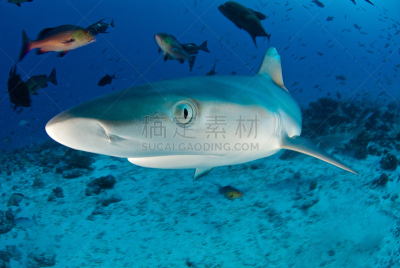 鲨鱼,动物眼睛,灰角鲨,水肺潜水,塞舌尔,水平画幅,注视镜头,水下,动物身体部位,野外动物