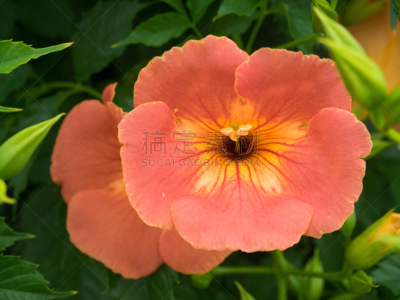 小号,攀缘植物,紫薇科树,自然,兰花,水平画幅,橙色,无人,户外,野生植物