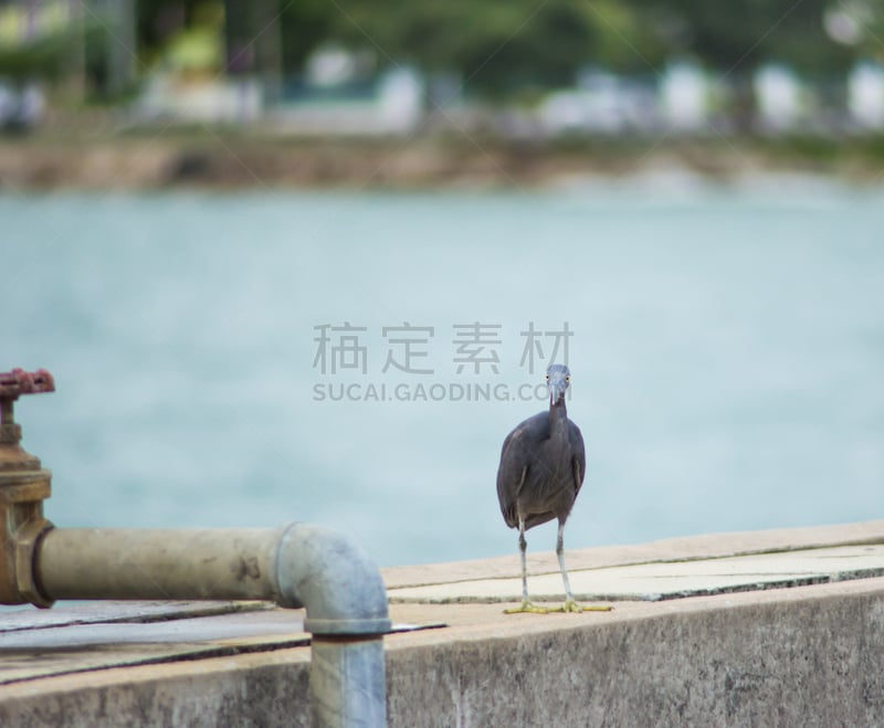 注视镜头,岩鹭,动物喊叫,白鹭,水,水平画幅,鸟类,鹭科,动物身体部位,野外动物