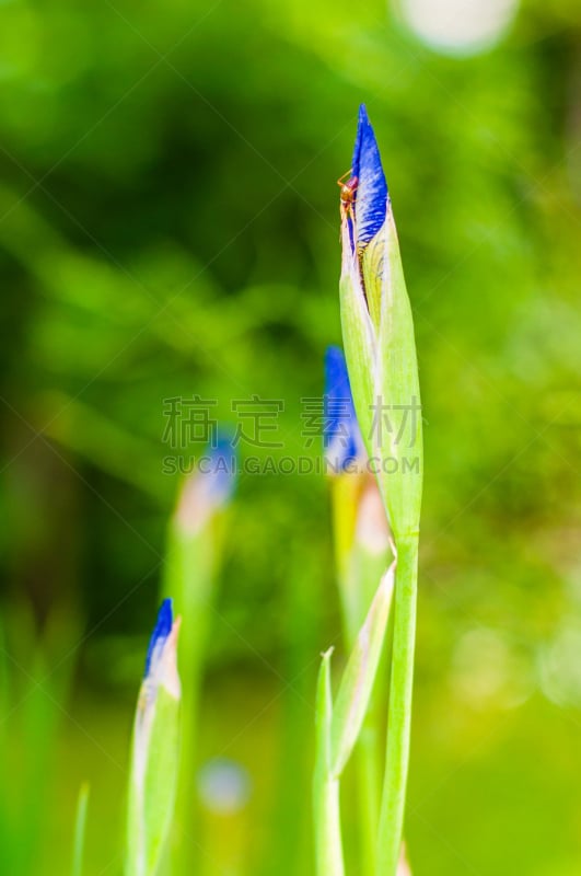 小的,鸢尾,花蕾,宁静,昆虫,大特写,特写,关闭的,蓝色,坐