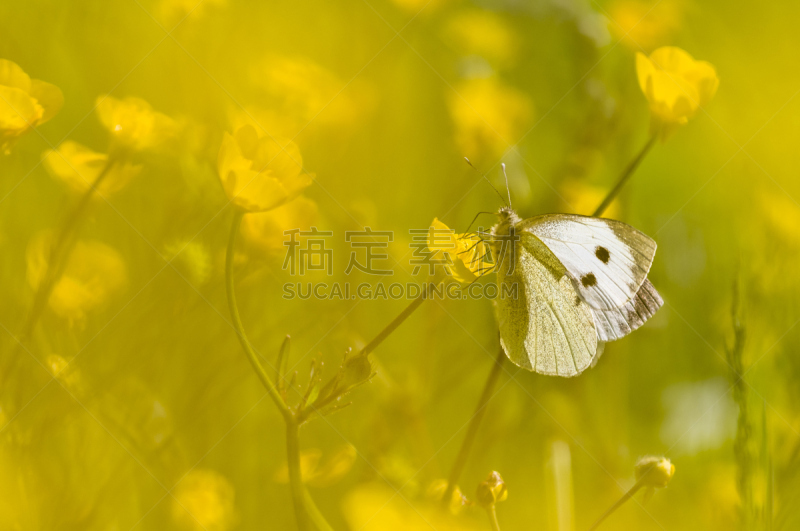 大白蝴蝶,黄色,草地,水平画幅,蝴蝶,无人,巨大的,斑点,夏天,户外