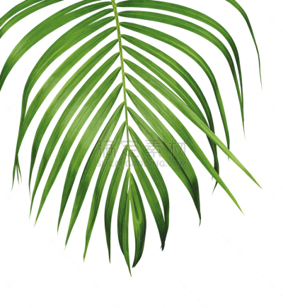 绿色,白色背景,分离着色,棕榈树,剪贴路径,黄色,叶子,鸡尾酒,自然,垂直画幅