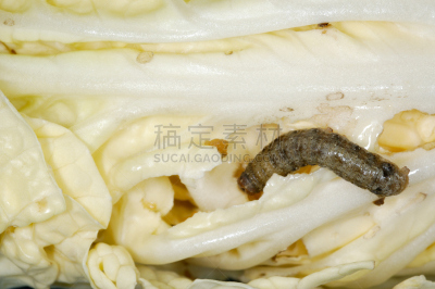 蛆,莴苣,自然,饮食,水平画幅,无人,特写,泰国,两翼昆虫,害虫