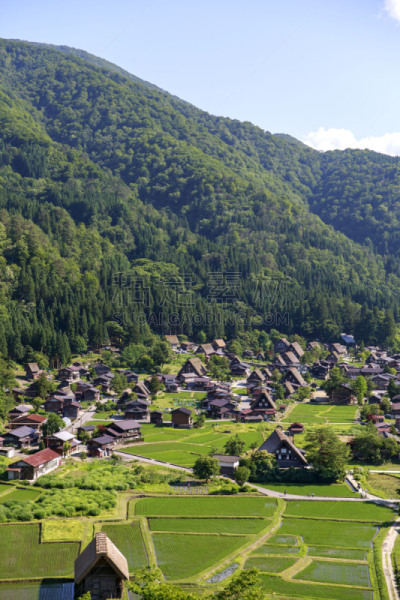白川乡,日本,乡村,茅屋屋顶,世界遗产,米,著名景点,古典式,稻田,农舍