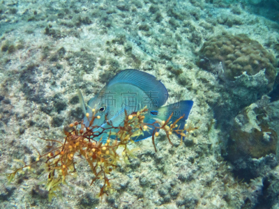 粉蓝颊纹鼻鱼,水,水平画幅,沙子,blue tang fish,德卡门盆地,水下,纯净,爱库马尔,野外动物