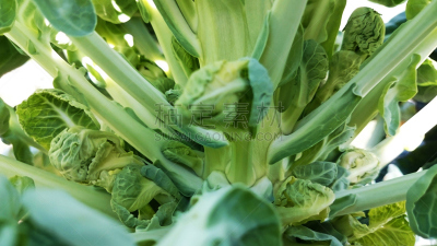 球芽甘蓝,水平画幅,无人,生食,户外,羽衣甘蓝,花蕾,植物,彩色图片,大头菜