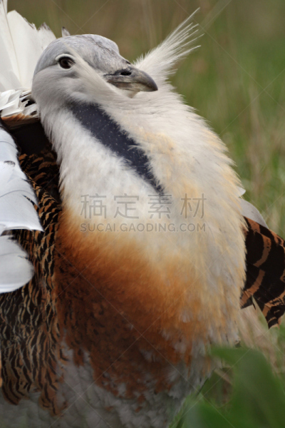 大鸨,奥蒂斯,鸨,杂食动物,垂直画幅,褐色,颈,鸟类,巨大的,小胡子