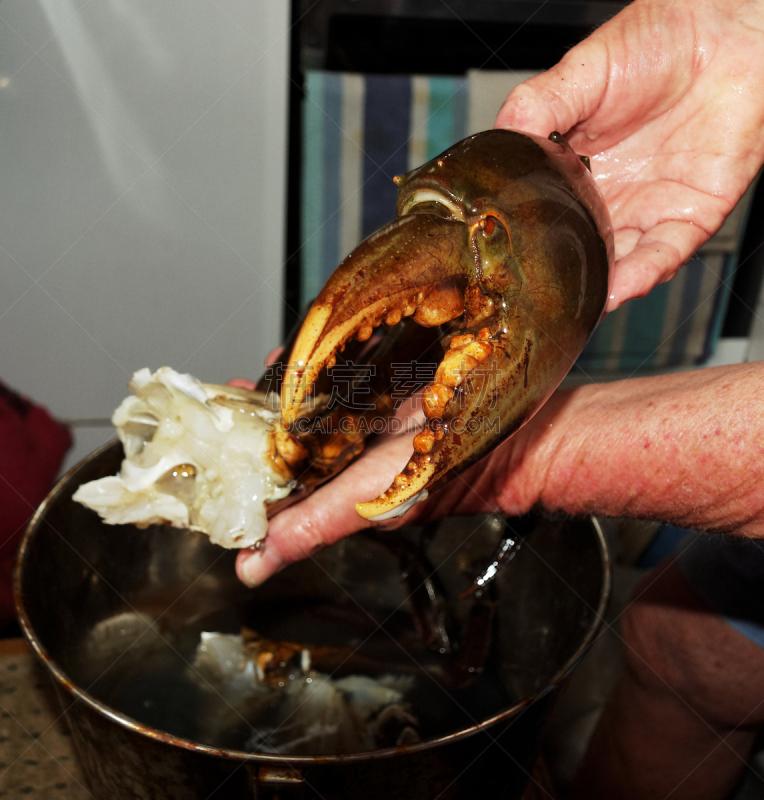 巨大的,锯缘青蟹,垂直画幅,膳食,海产,螃蟹,特写,肉,晚餐,甲壳动物