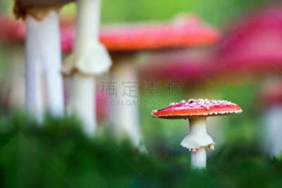 有毒生物体,蘑菇,森林,毒蝇菇,公园,花园矮人雕像,水平画幅,夏天,草,斑驳的