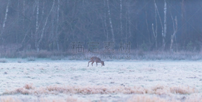 黎明,冻结的,狍,草地,食草,选择对焦,水平画幅,早晨,动物身体部位,野外动物