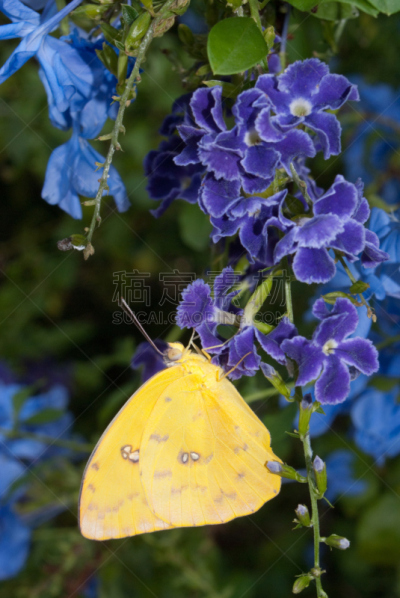 clouded yellow butterfly,动物,垂直画幅,蝴蝶,无人,巨大的,动物身体部位,户外,生物学,特写