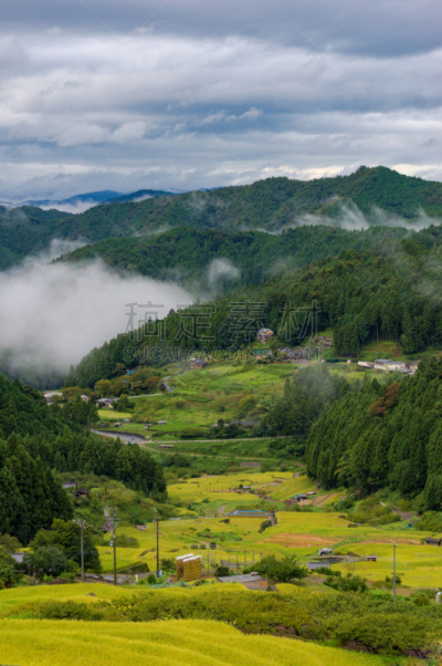 稻,乡村,航拍视角,田地,爱知县,稻田,垂直画幅,里山,高视角,无人