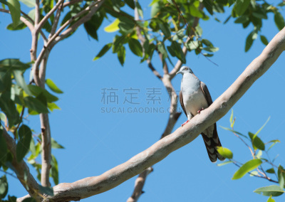 斑鸠,天空,动物身体部位,野外动物,北领地州,人的眼睛,热带气候,低视角,灰色