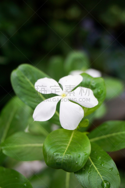 白色,长春花属,自然,垂直画幅,美,绿色,枝繁叶茂,无人,特写,泰国
