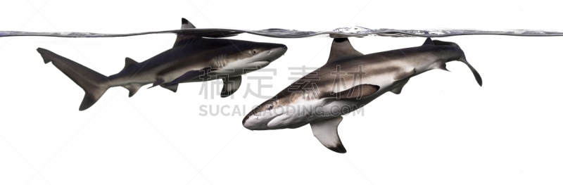黑尖鳍角鲨,平视角,两只动物,requiem shark,鲨鱼,水,野生动物,水平画幅,无人,全景