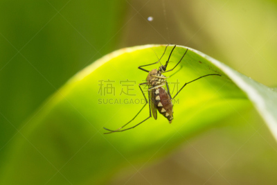 埃及伊蚊,蚊子,叶子,关闭的,高处,锥虫,头小畸型,伊蚊,疟蚊,登革热