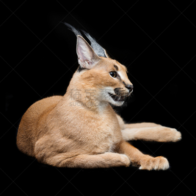 狞獾,黑色背景,山猫,自然美,6到11个月,可爱的,生物,无人,猫科动物,动物身体部位