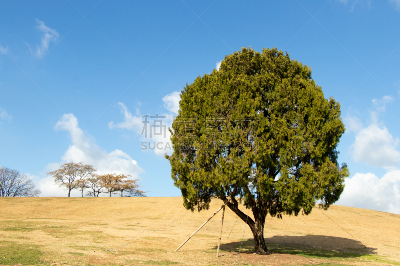 草,背景,天空,首尔,寂寞,黄色,田地,蓝色,奥林匹克公园,树