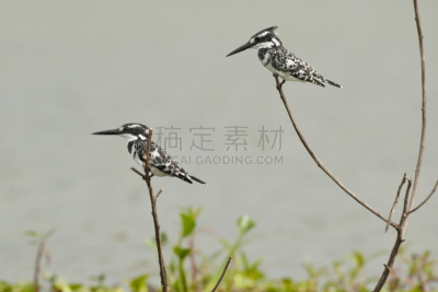杂色翠鸟,两只动物,纳瓦沙湖,翠鸟,自然,野生动物,水平画幅,鸟类,非洲,动物身体部位