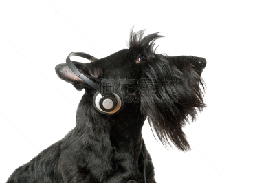 音乐,可爱的,噪声,纯种犬,梗犬,背景分离,蓝牙,狗,一只动物,动物