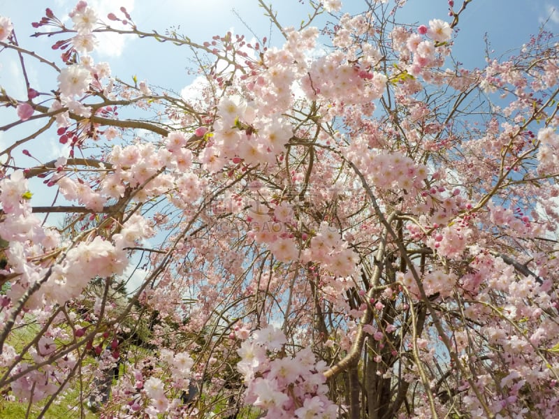 日本,樱桃树,垂枝日本早樱,亚洲樱桃树,花见节,公园,水平画幅,樱花,无人,户外