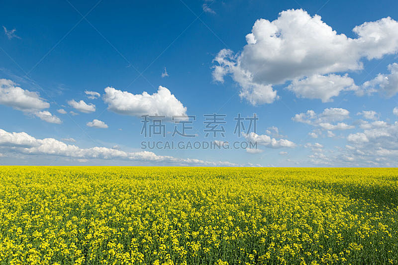 天空,田地,地形,蓝色,自然美,春天,油菜花,黄色,水平画幅,无人