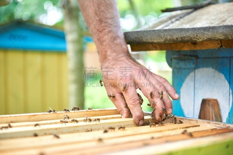 蜂箱,特写,那波利甜点,蜜汁火腿,昆虫群,蜂蜡,beekeeper,养蜂,六边形,蜜蜂