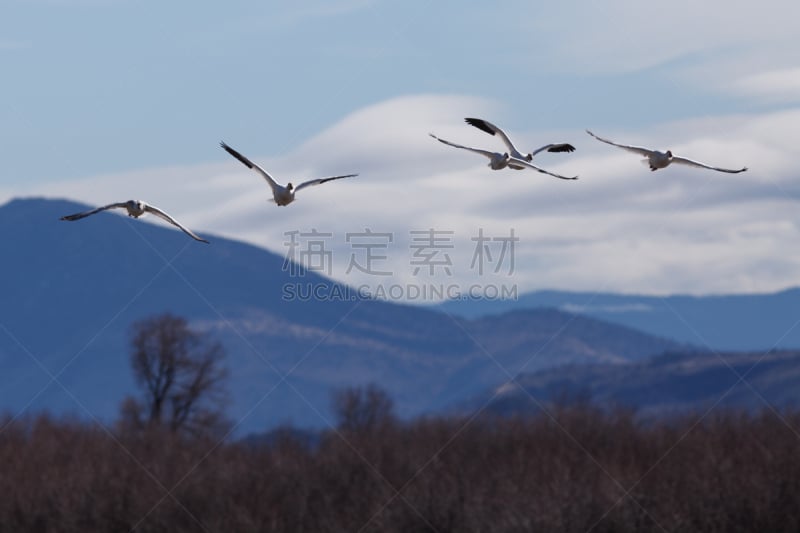 雪雁,克拉玛盆地国家野生动物保护区,一群鸟,雁属,野生动物,美国,水平画幅,无人,鹅肉,丘陵鹅