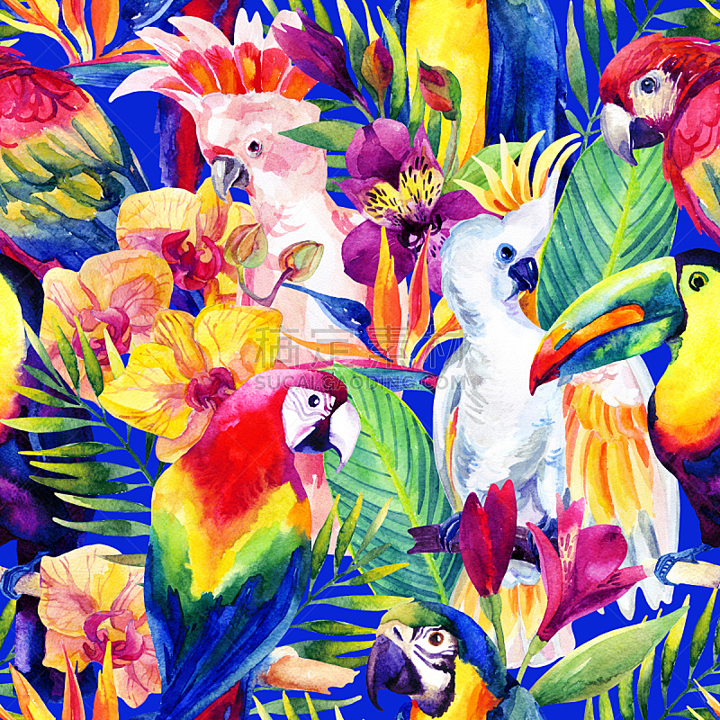 鹦鹉,四方连续纹样,热带的花,水彩画,美冠鹦鹉,热带气候,金刚鹦鹉,六出花,澳大利亚,兰花