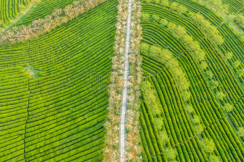 中国,绿色,日本茶道公园,欧洲赤松,生物学,农业,红茶,有机农庄,农场,户外