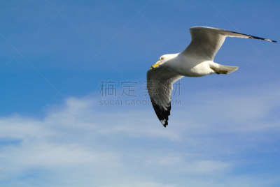 海鸥,埃利斯岛,天空,美国,水平画幅,海鸟,动物,鸟类,自由,摄影