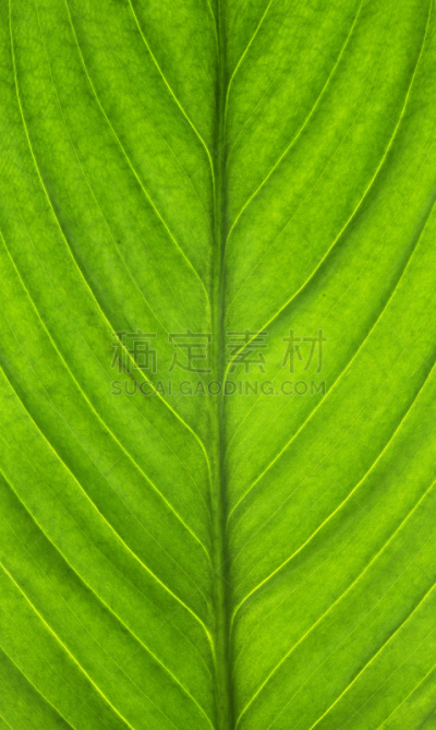 叶子,重新造林,自然,垂直画幅,式样,绿色,无人,特写,活力,环境净化