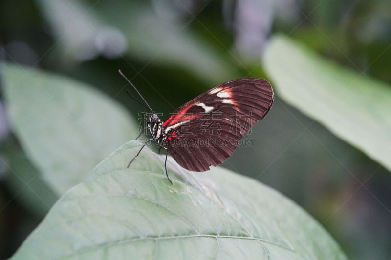 蝴蝶,邮政工作人员,鹭管鱼,南美,西番莲蝴蝶,水平画幅,无人,heliconiid,昆虫