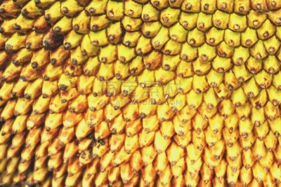 菠萝蜜,果皮,孟加拉,泰国人,水平画幅,巨大的,夏天,特写,泰国,明亮