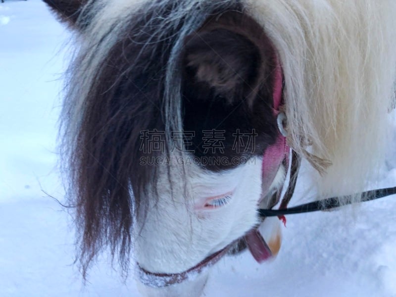 马,雪,乐趣,鞍马,有蹄哺乳动物,小马,马属,小的,动物,动物习性