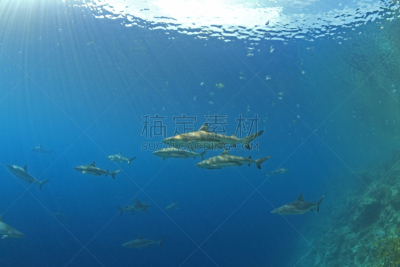 鲨鱼,水,留白,水平画幅,无人,水下,野外动物,青铜色鲸鲨,教,捕食