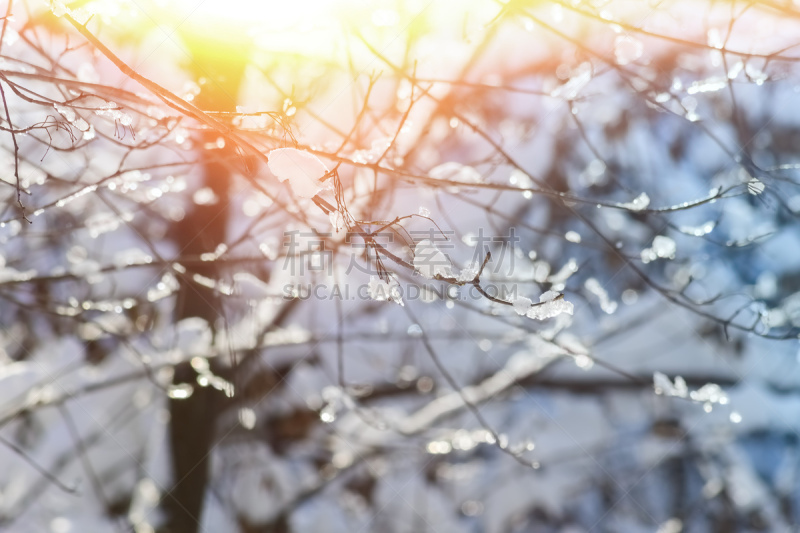 雪,枝,特写,寒冷,一月,环境,霜,天气,公园,二月