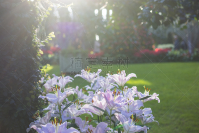 园林,自然,美国,水平画幅,无人,长木花园,户外,宾夕法尼亚,摄影,花