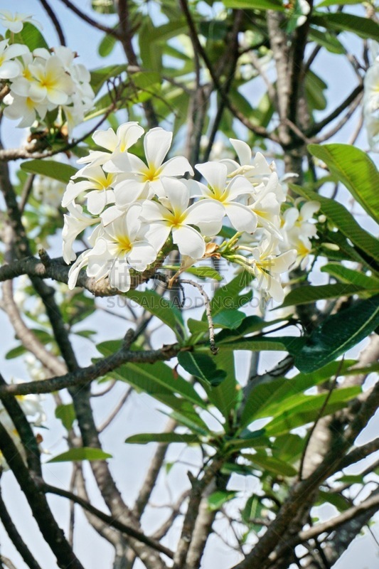 赤素馨花,庙街,垂直画幅,绿色,无人,泰国,白色,植物,花,摄影