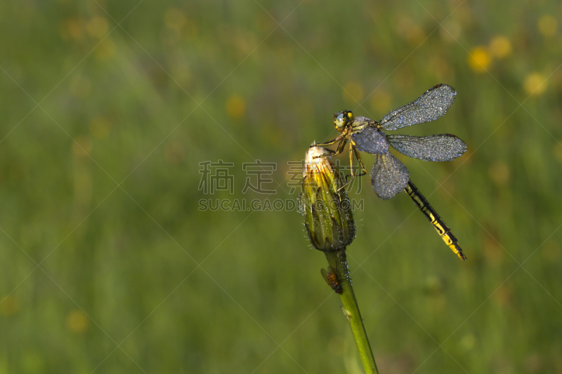 蜻蜓,绿色,早晨,露水,自然,窄翅蜻蛉,水平画幅,小的,动物身体部位,花