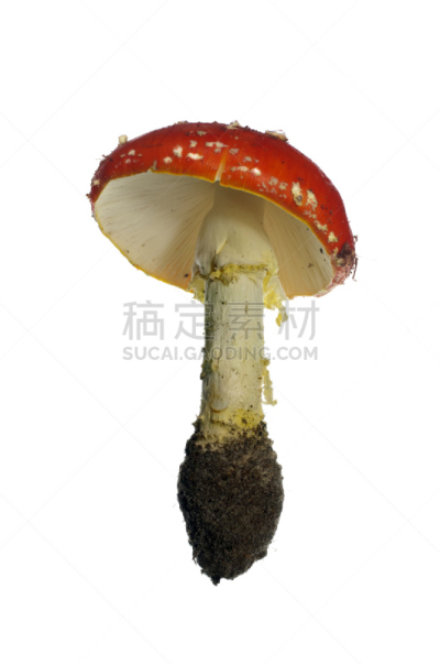 毒蘑菇,红色,垂直画幅,无人,户外,特写,白色,真菌,植物,伞形毒菌