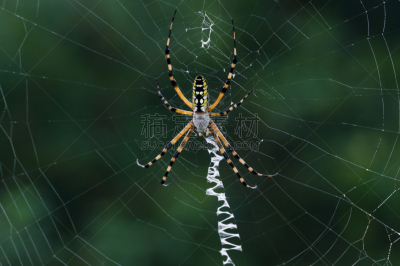 golden silk spider,巴西漫游蜘蛛,水平画幅,早晨,动物身体部位,户外,怪异,特写,球体,四肢